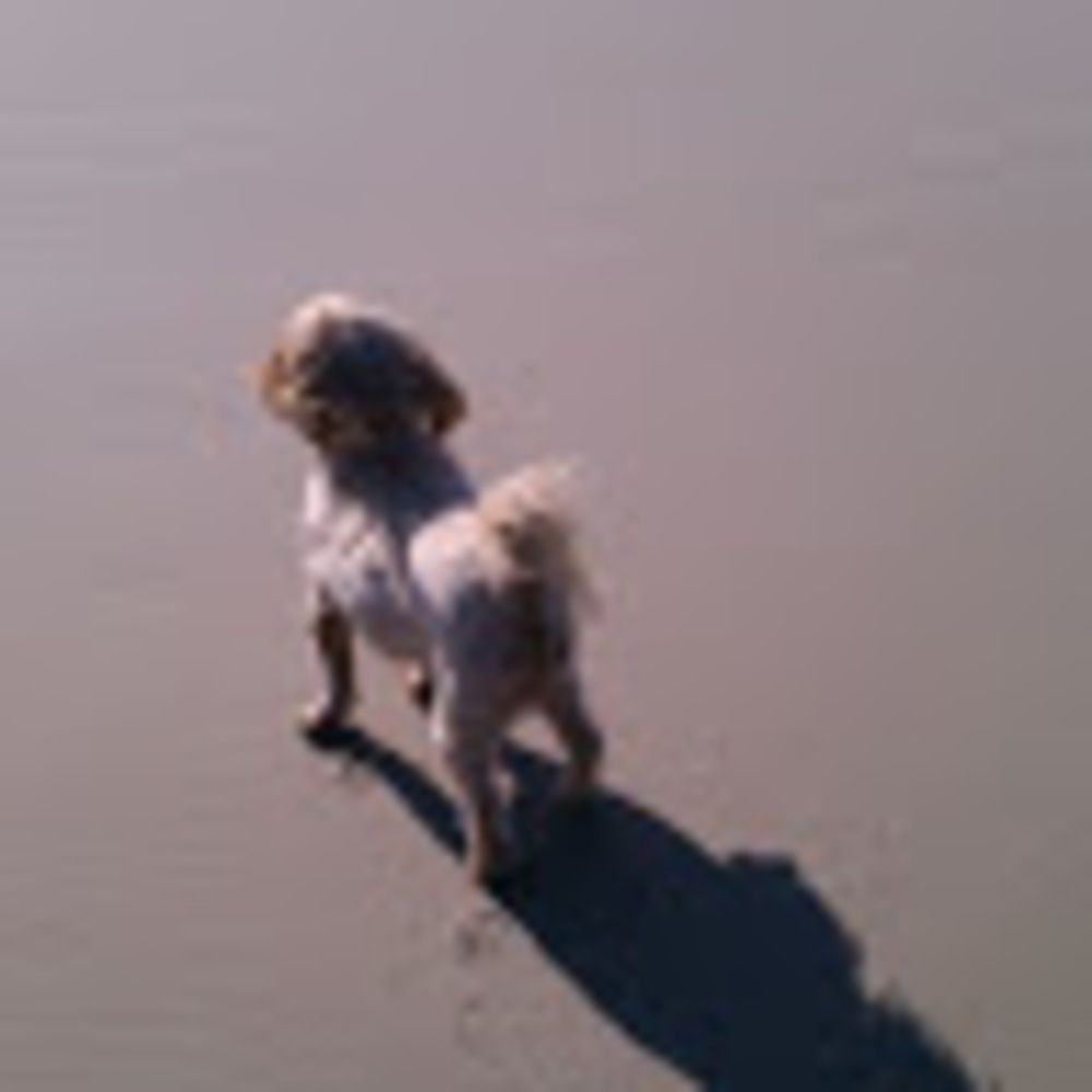 Meet your Posher, Annie